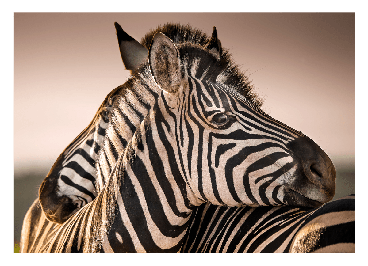 Zebras