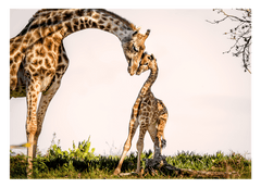 Giraffen-Familie