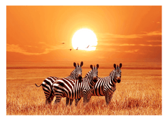 Zebras bei Sonnenuntergang