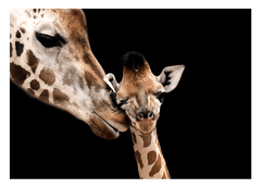 Giraffen-Mama und -Baby