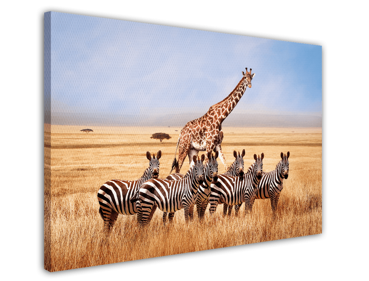 stretched-canvas