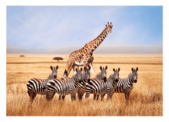 Giraffe und Zebras in der Savanne