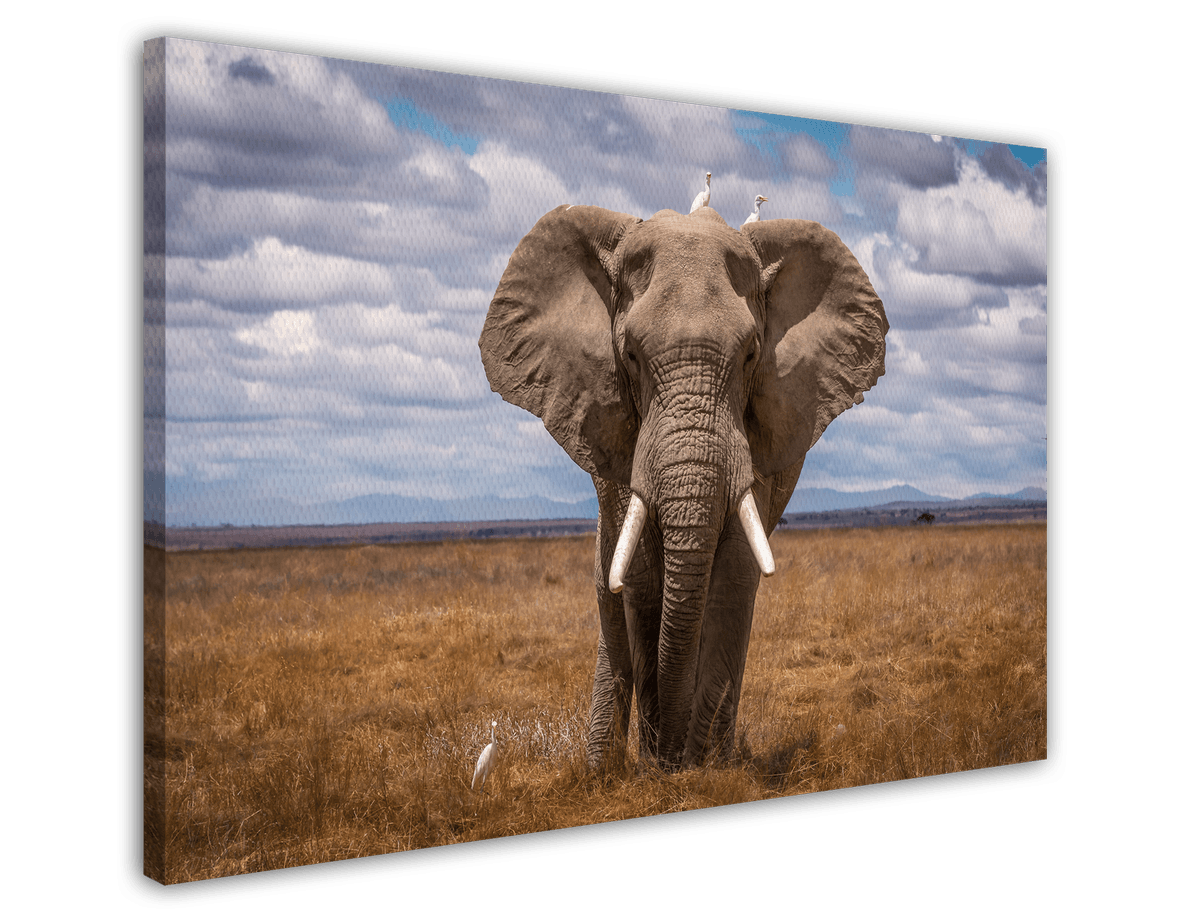 stretched-canvas