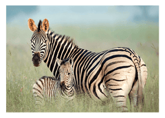 Zebra-Mama und Junges