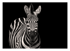 Zebra auf schwarzem Hintergrund