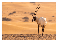 Südafrikanischer Spießbock - Oryx Gazella