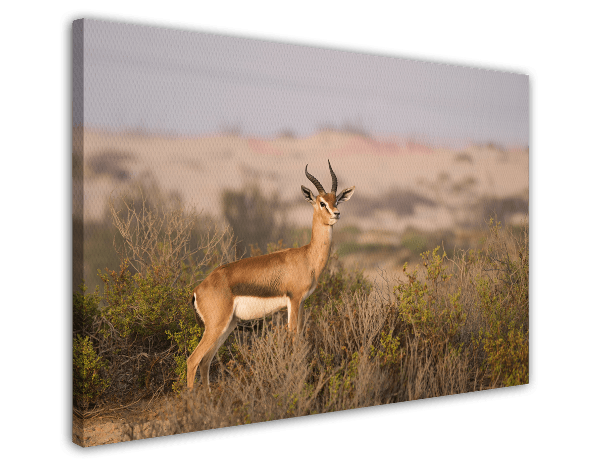 stretched-canvas