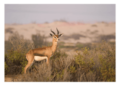 Afrikanische Springbock Antilope