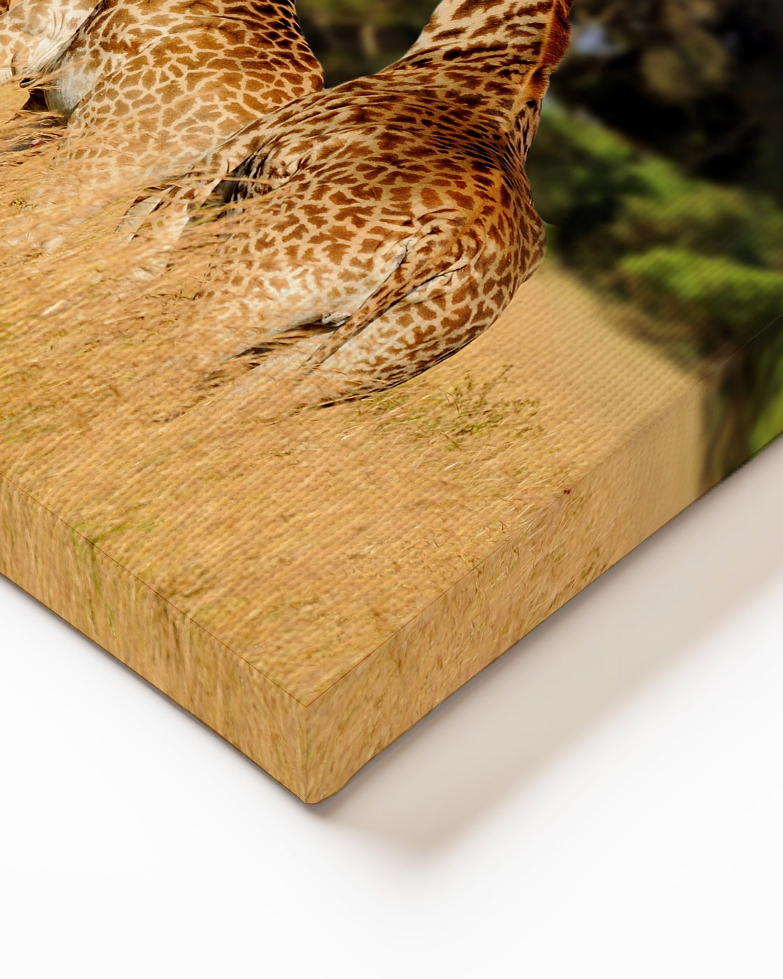 stretched-canvas