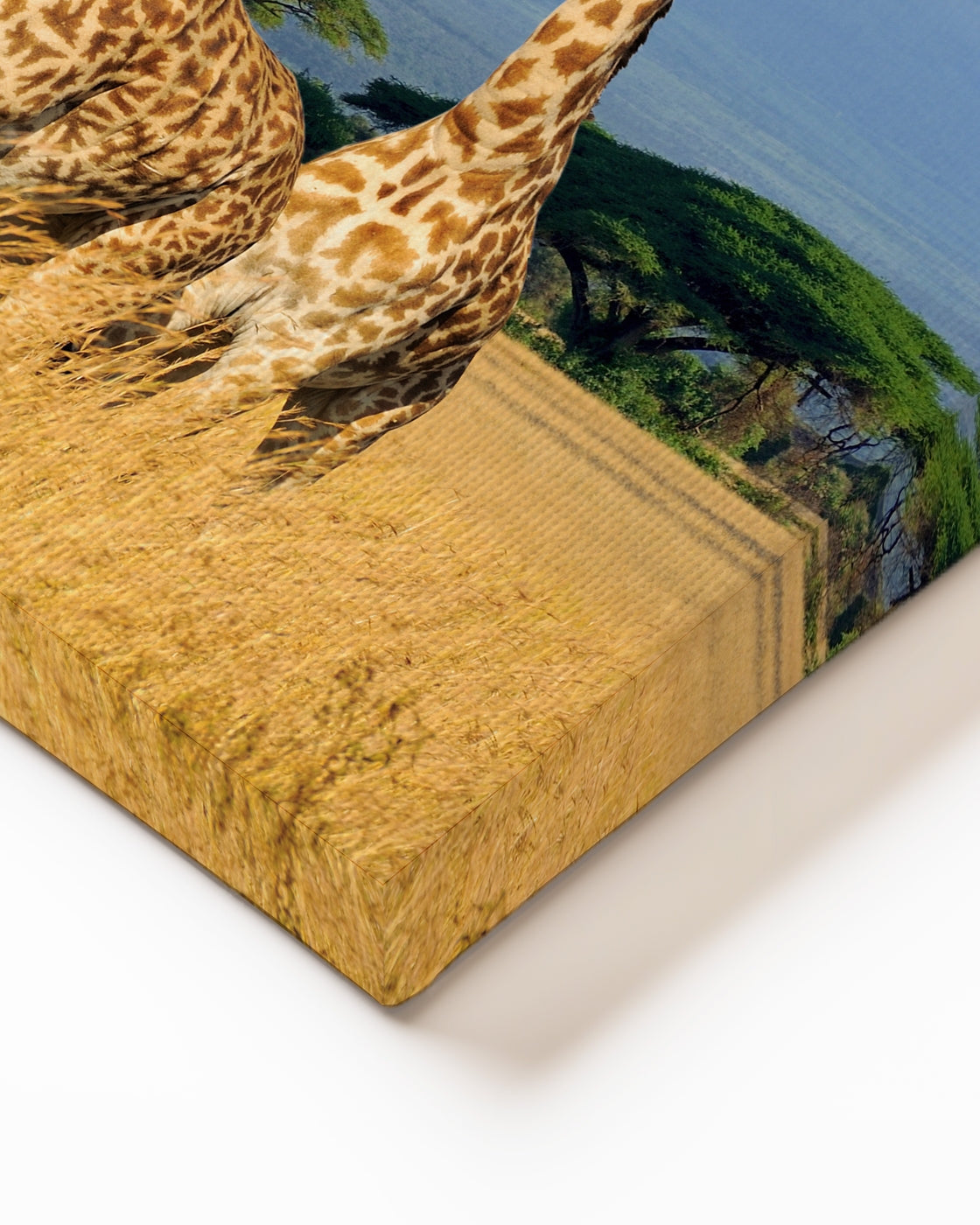 stretched-canvas