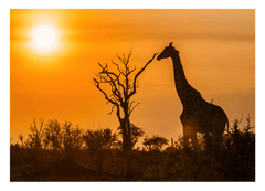 Giraffe bei Sonnenuntergang