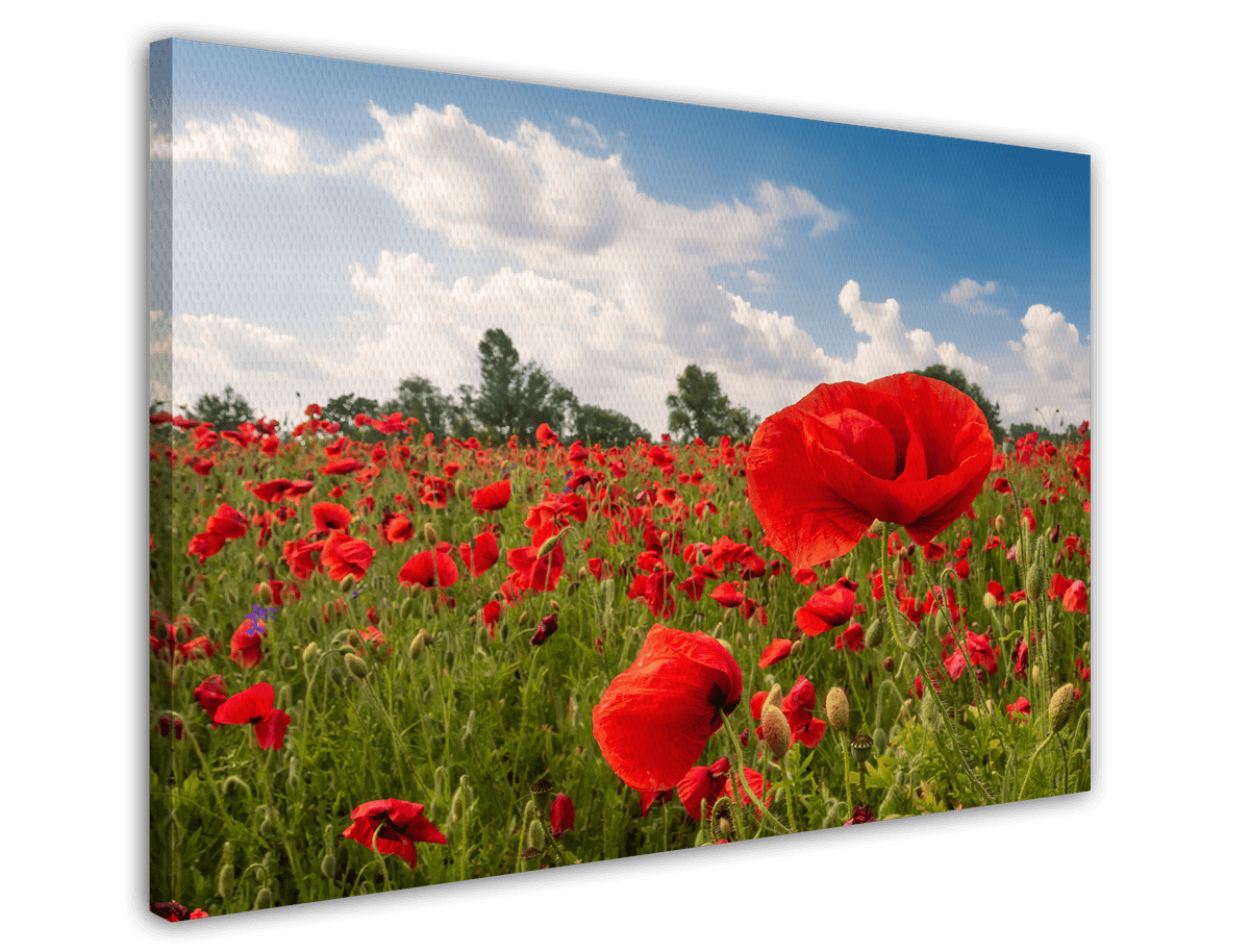 stretched-canvas