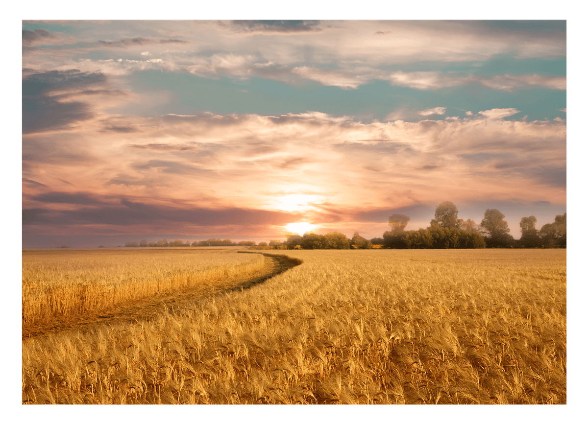Sommer-Feld
