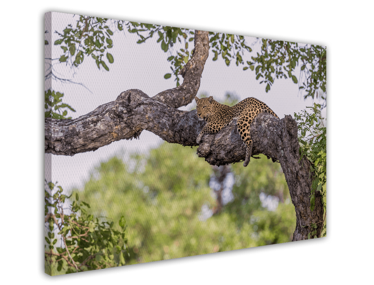stretched-canvas