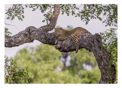 Leopard auf einem Baum