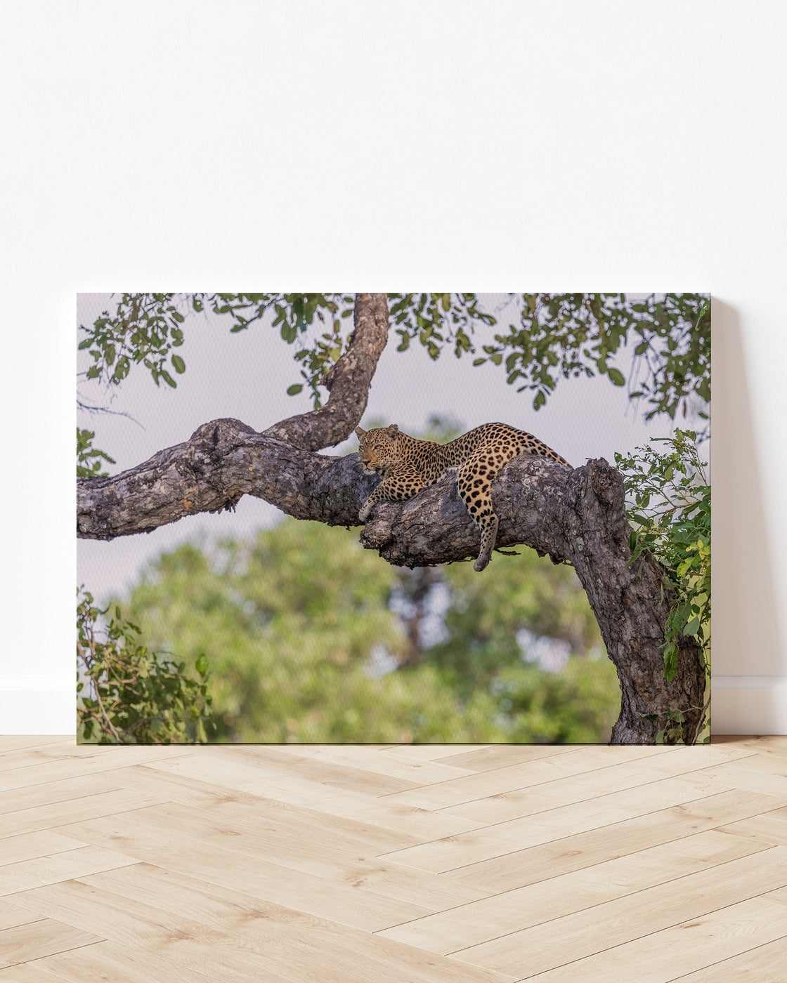 stretched-canvas