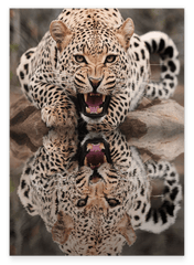 Fauchender Leopard