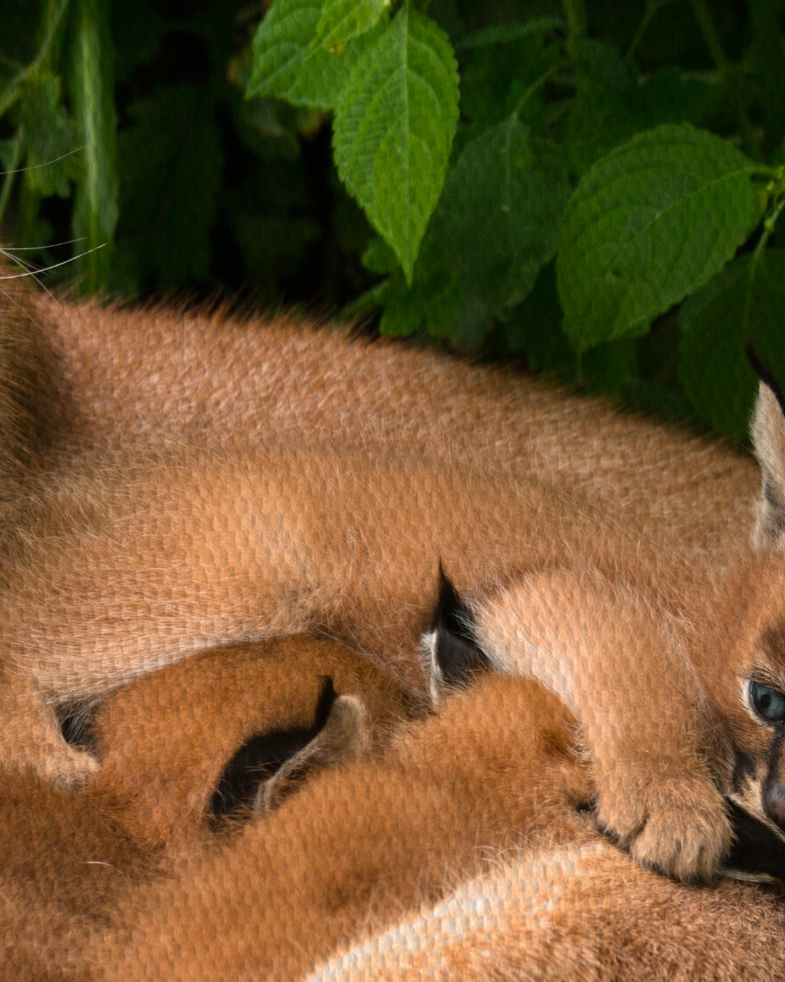 stretched-canvas