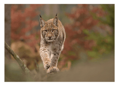 Luchs