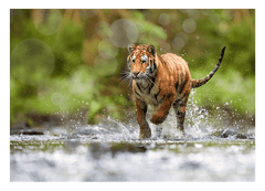 Tiger im Wasser