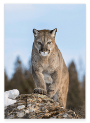 Puma auf einem Berg