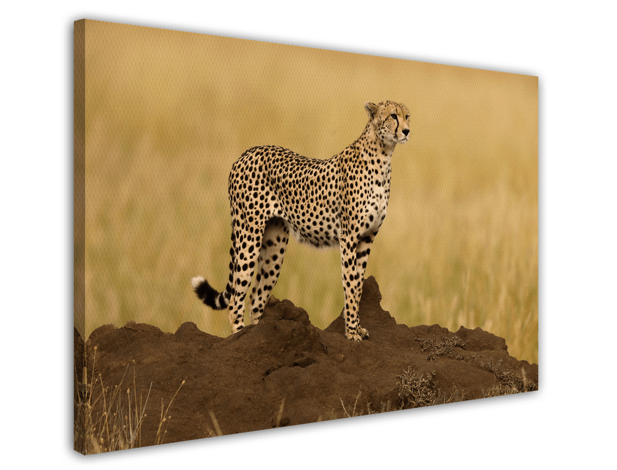 stretched-canvas