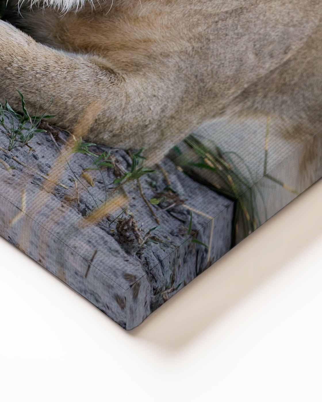 stretched-canvas