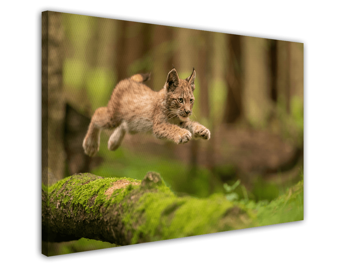 stretched-canvas