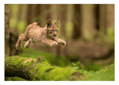 Springendes Luchs-Baby