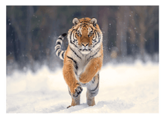 Springender Tiger im Schnee