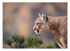 Puma im Profil