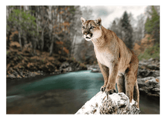 Puma am Fluss