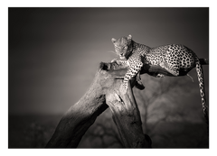 Leopard auf Baum - Schwarz-Weiß