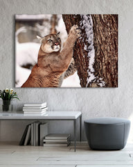 After Hover: Puma im Winter Tier Fotografie