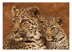 Leoparden-Familie