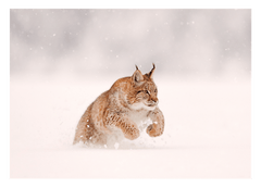 Springender Luchs im Schnee