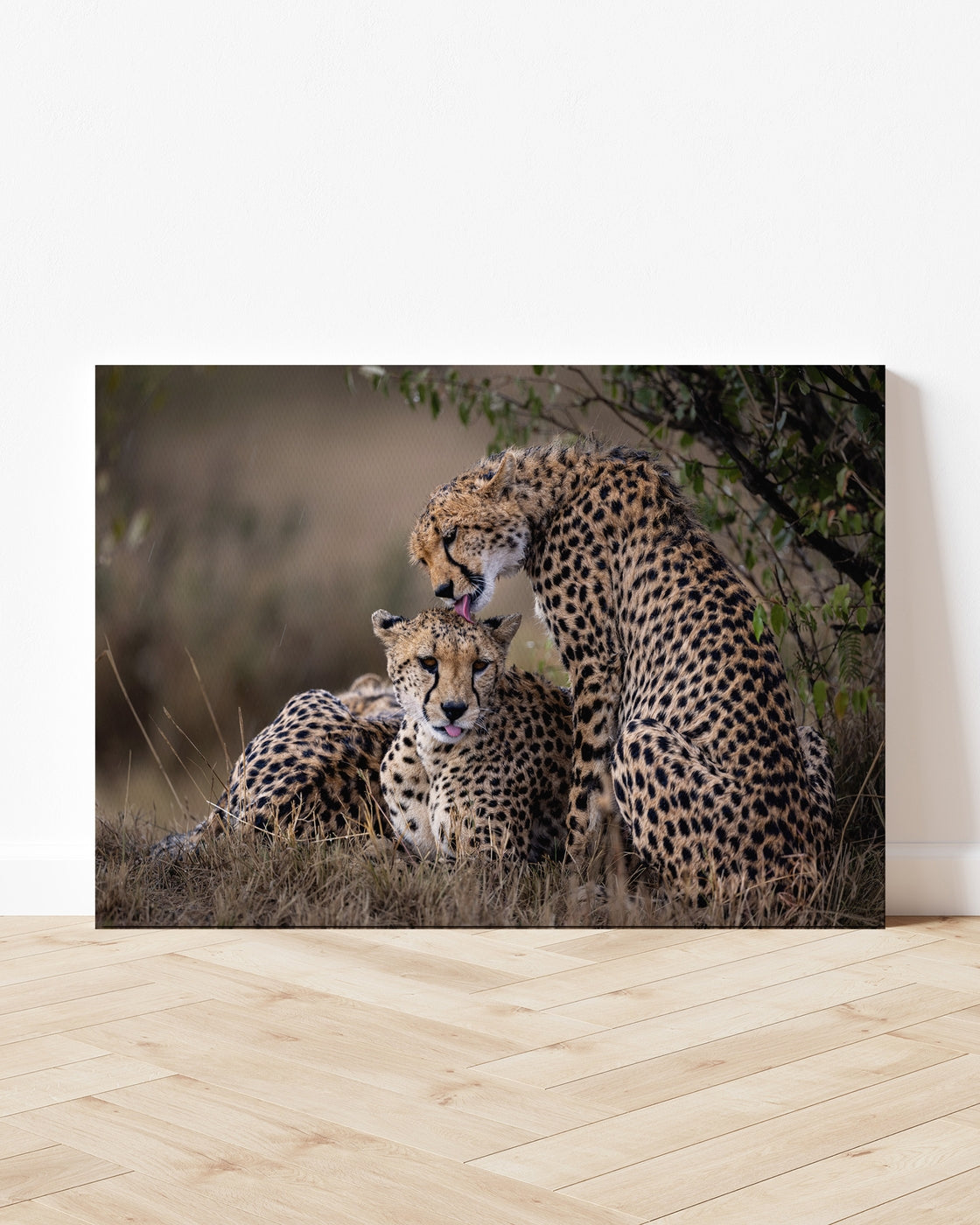 stretched-canvas