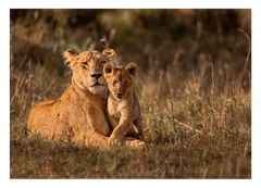 Löwen-Mama mit Baby