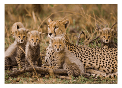 Geparden-Familie