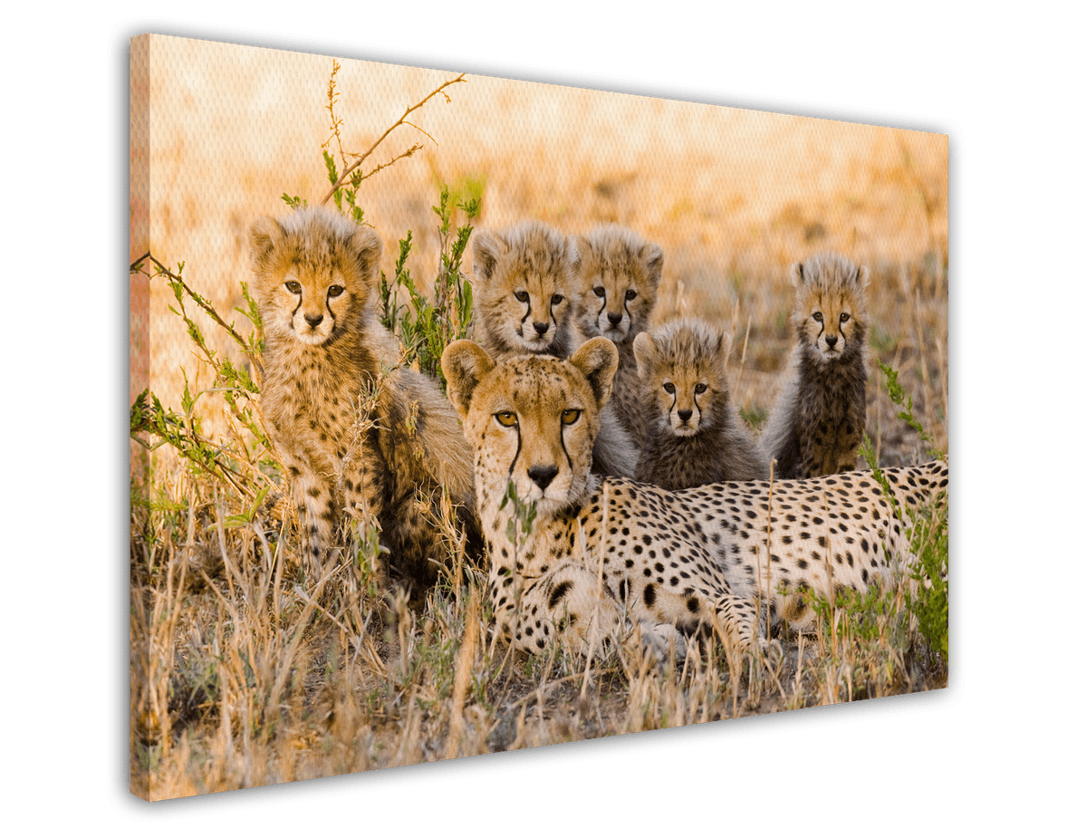 stretched-canvas