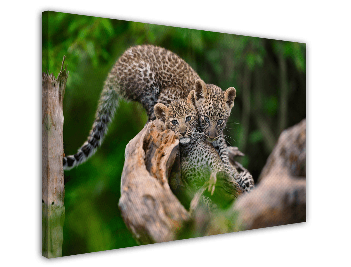 stretched-canvas