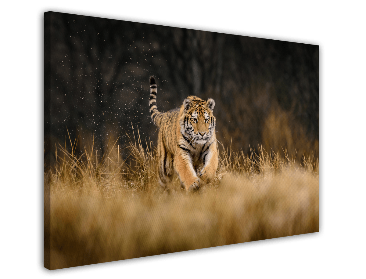 stretched-canvas