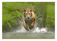 Rennender Tiger im Wasser