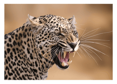 Fauchender Leopard