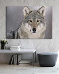 After Hover: Wolf im Schnee