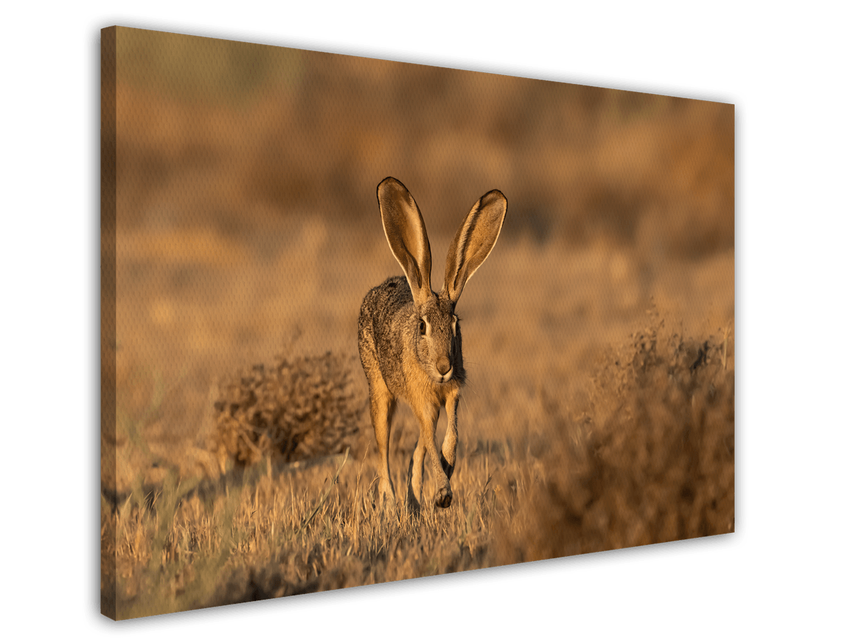 stretched-canvas