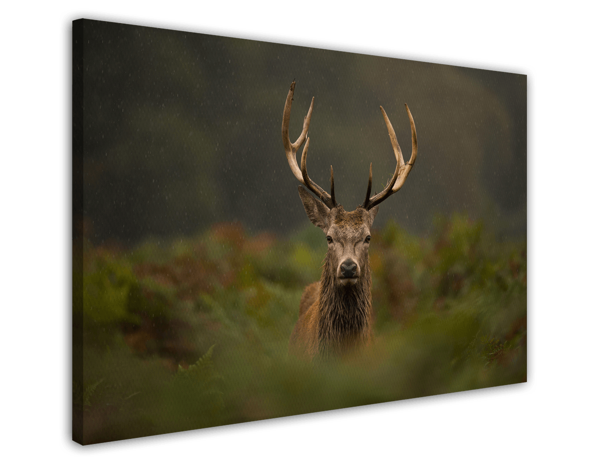 stretched-canvas