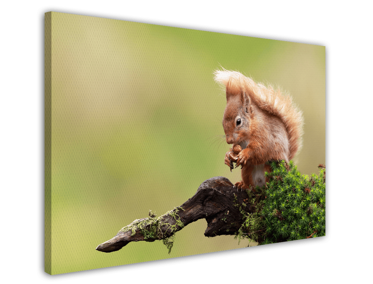 stretched-canvas