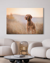 After Hover: Jagdhund in der Natur