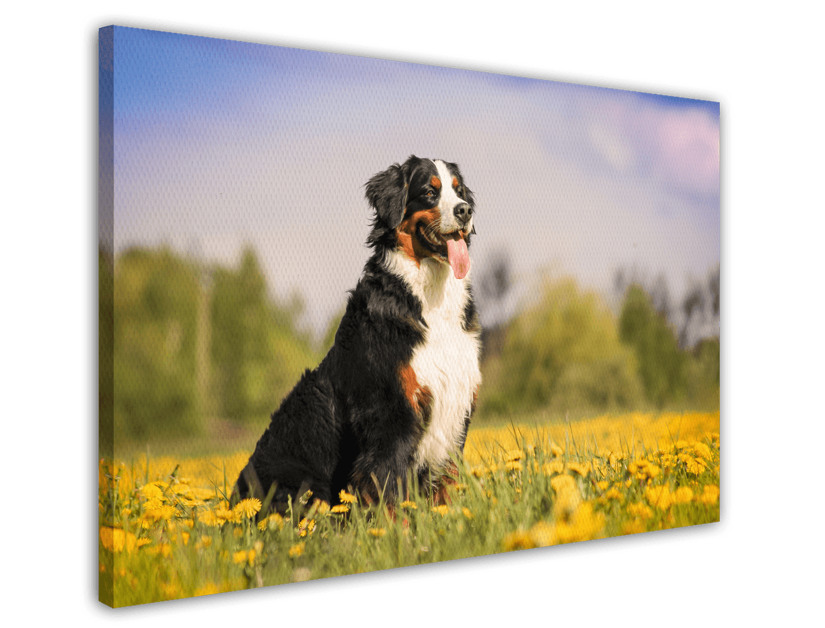 stretched-canvas